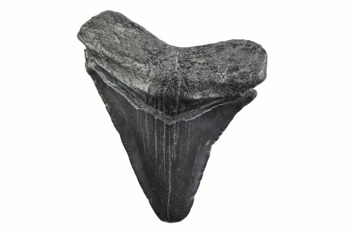 Serrated, Juvenile Megalodon Tooth - South Carolina #362232